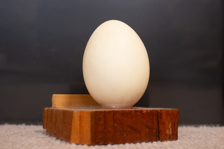 合鴨の卵