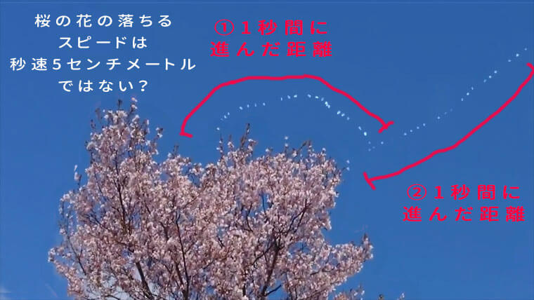 桜の舞い散るスピード