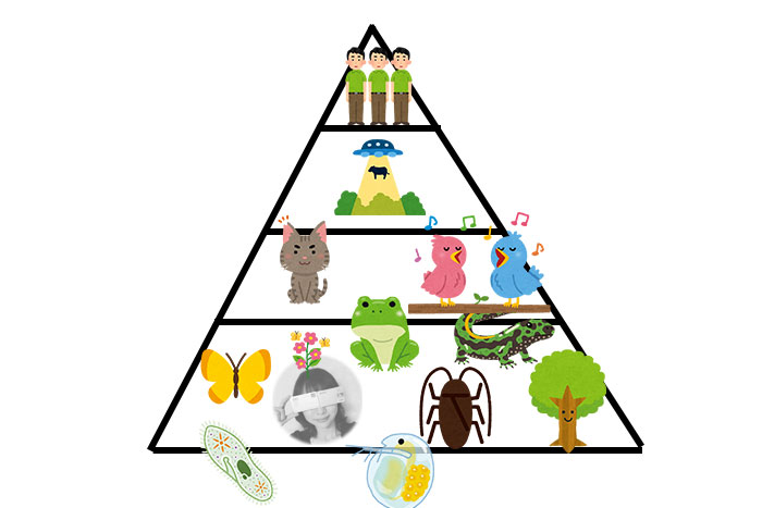 食物連鎖のピラミッド