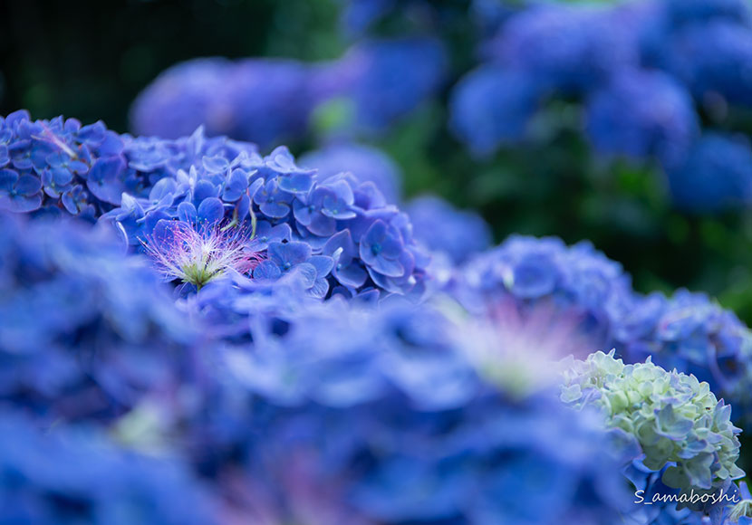 紫陽花の撮り方 初心者でも綺麗に撮れるあじさい撮影のコツ あまぼしすずめは働かない