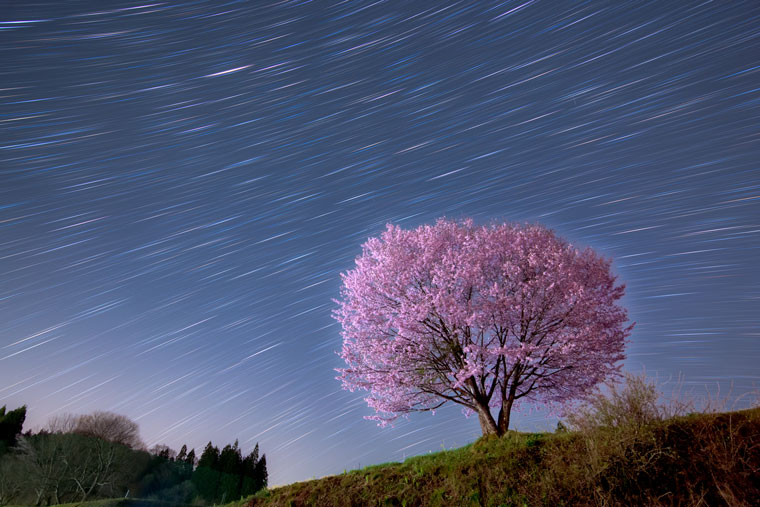 野平一本桜の星