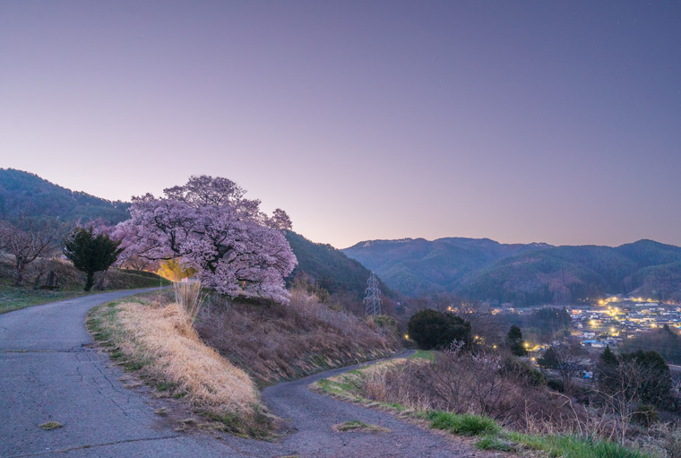 上ノ平の一本桜