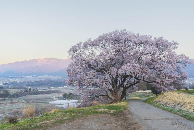 上ノ平城跡の一本桜