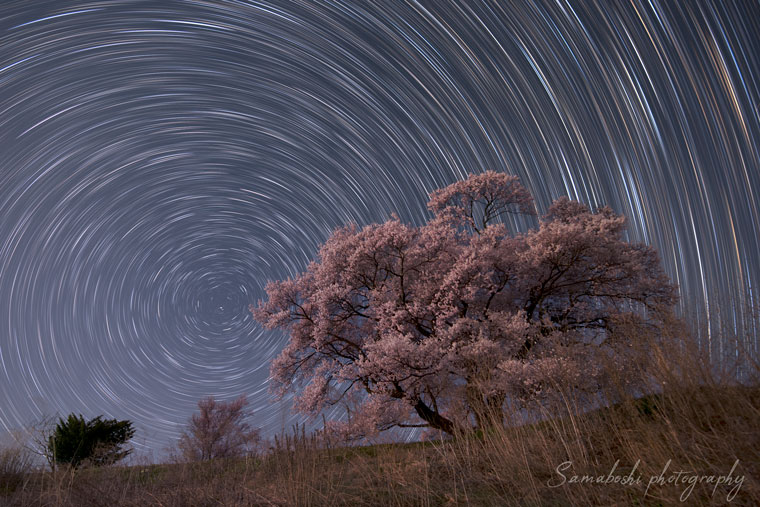 上ノ平の一本桜と星