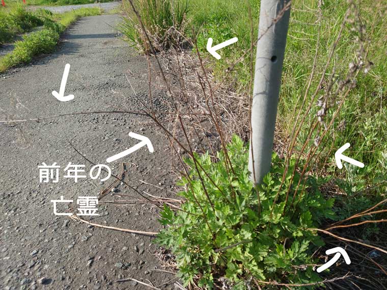 昨年の残りのよもぎ
