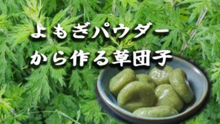 ヨモギの粉から団子をつくる