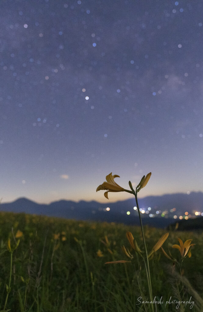 富士見台のニッコウキスゲと星空