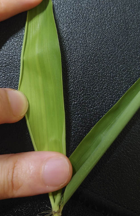 笹？