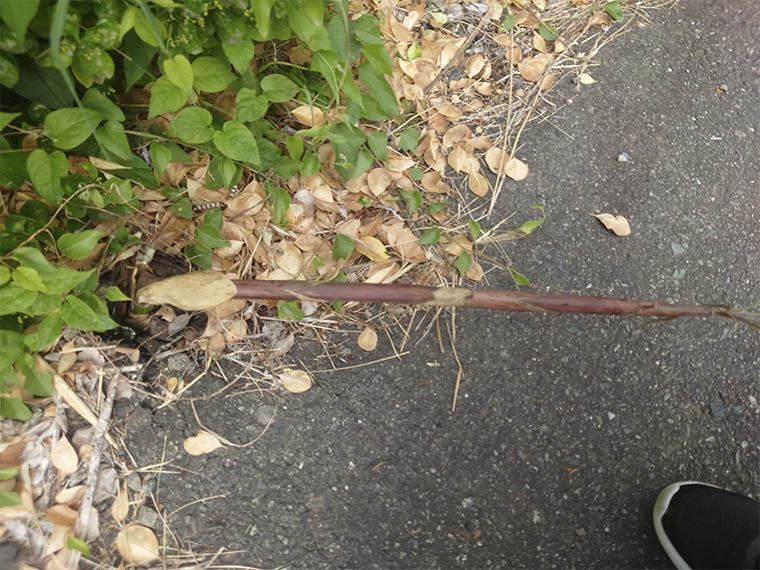 倒れたタケノコ