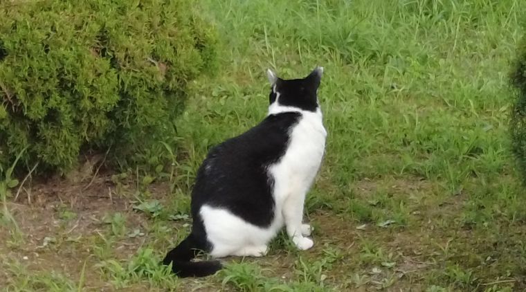 豊公園にいた猫