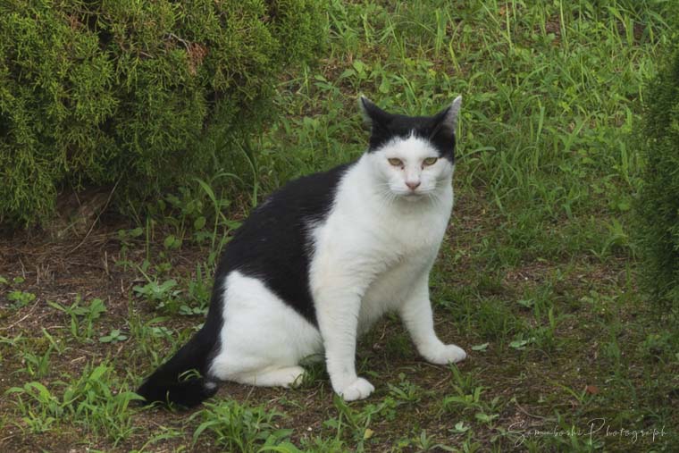 豊公園にいた猫