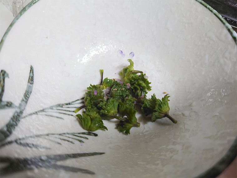 ホトケノザを食べる
