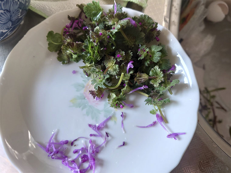 ホトケノザを食べる