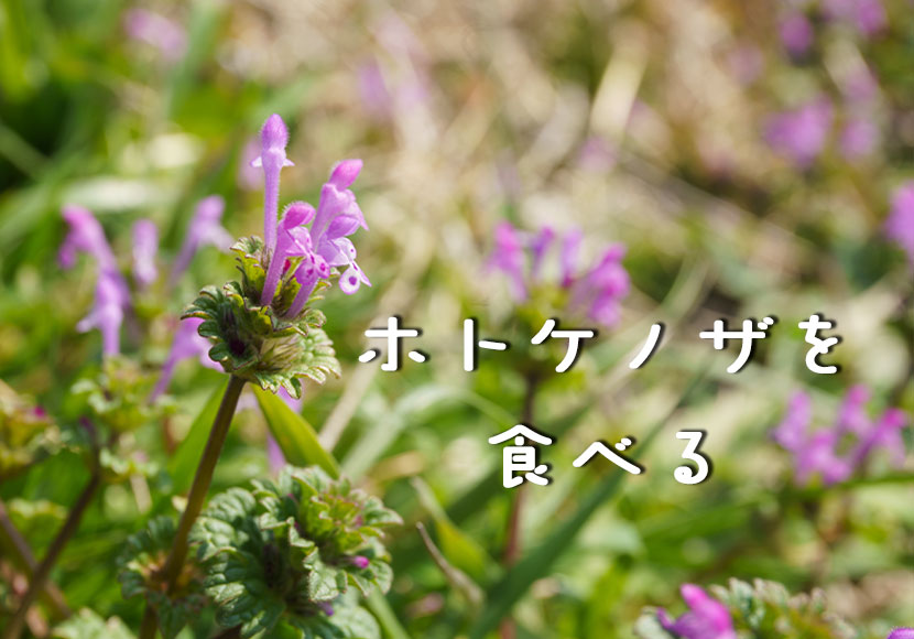 ホトケノザを食べる