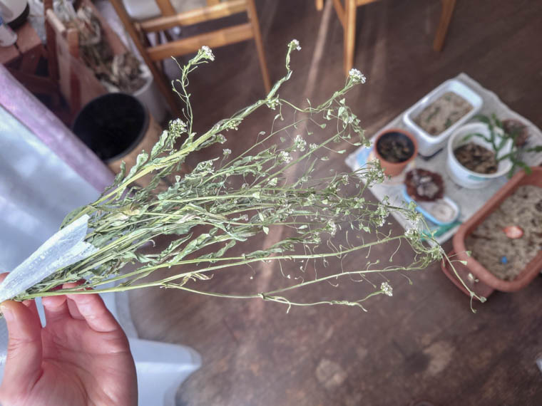 ナズナ茶の作り方