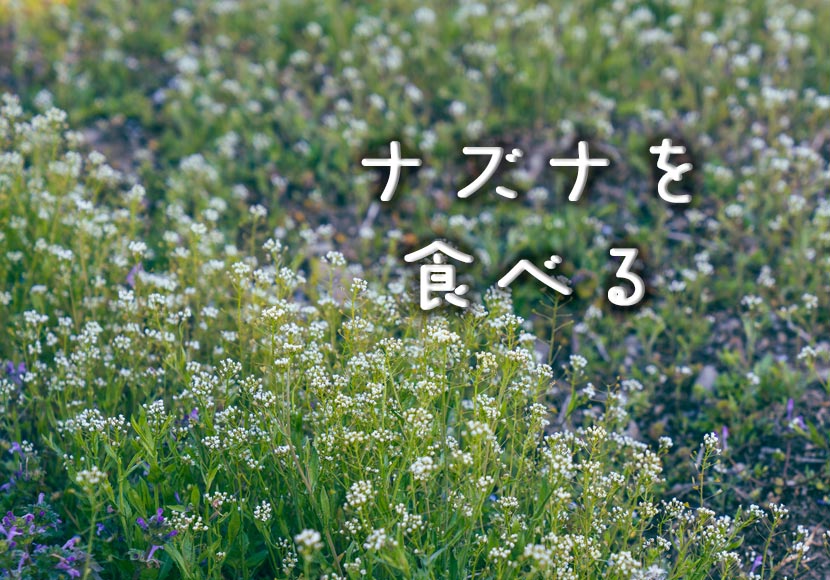 ナズナ（春の七草）を食べる