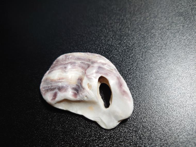 貝殻